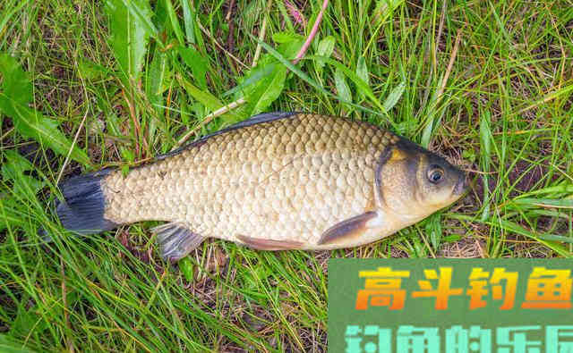 野钓鲫鱼,掌握这套“垂钓宝典”不愁鱼不上钩 野钓鲫鱼,掌握这套“垂钓宝典”不愁鱼不上钩