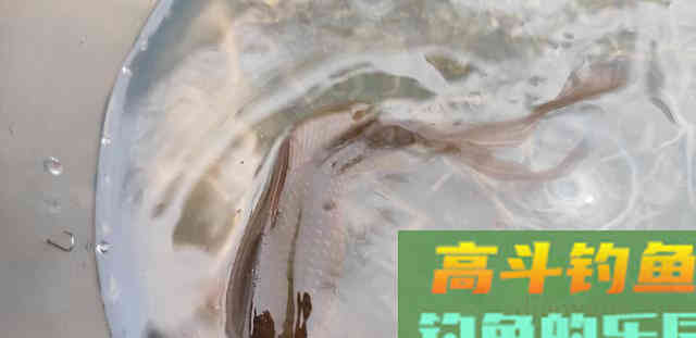 春季钓鲫想要竿竿有口，钓竿长度有讲究