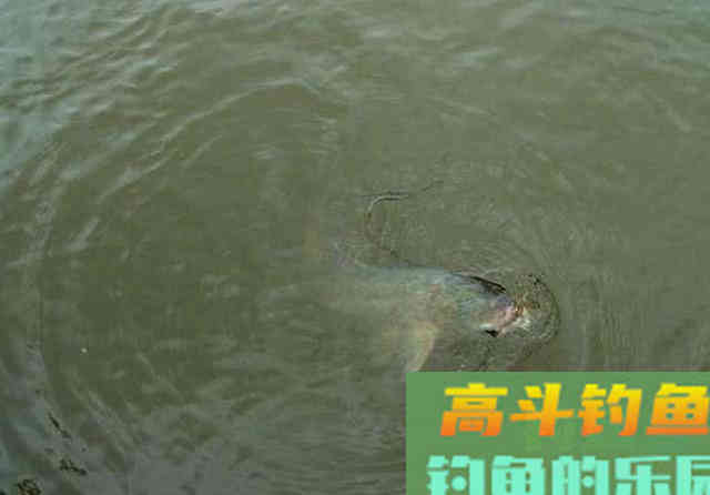 手竿如何垂钓大头鱼,4个方面重点就是饵要轻雾化好 手竿如何垂钓大头鱼,4个方面重点就是饵要轻雾化好