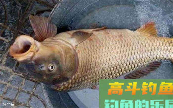 秋季大鲤怎么钓?三招让你十拿九稳 秋季大鲤怎么钓?三招让你十拿九稳