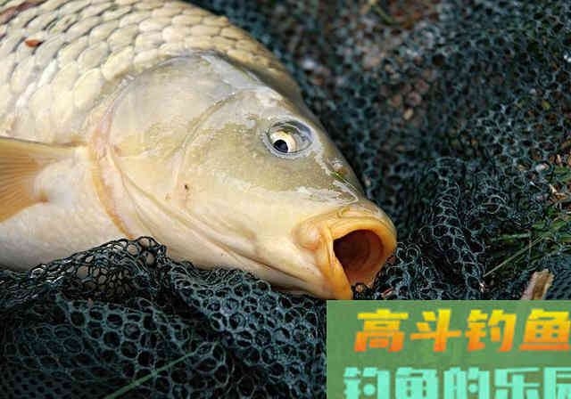 这几种情况，鲤鱼分分钟教育你，中钩了也提不上岸