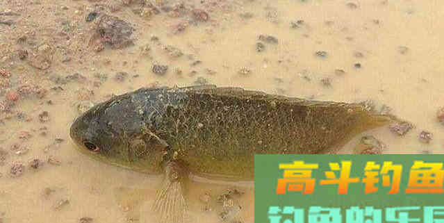 这种小型鲫鱼，能够上岸行走，为什么惹广东钓友厌恶