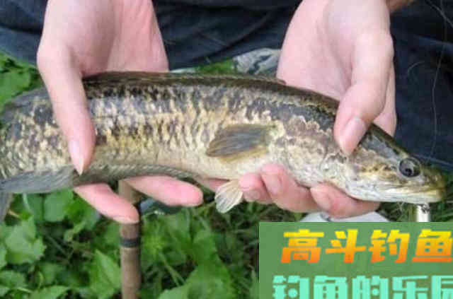 不得不承认,自从我有了这黑鱼钓法,特过瘾 不得不承认,自从我有了这黑鱼钓法,特过瘾