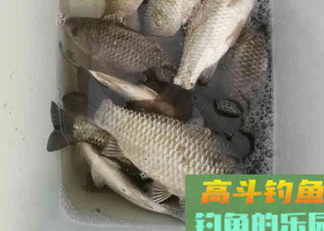 冬季野钓大鲫鱼时的一些钓法招式 冬季野钓大鲫鱼时的一些钓法招式