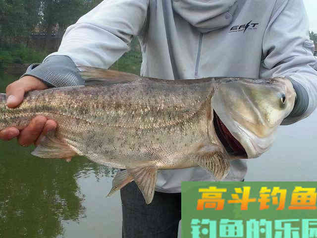 五至八度的冬天,到底还能不能钓到鲢鳙 五至八度的冬天,到底还能不能钓到鲢鳙