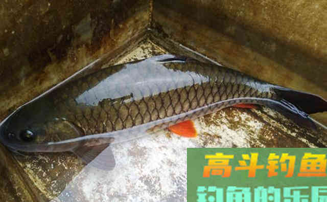 有人说是军鱼,也有人说是草鱼,这是什么鱼 有人说是军鱼,也有人说是草鱼,这是什么鱼
