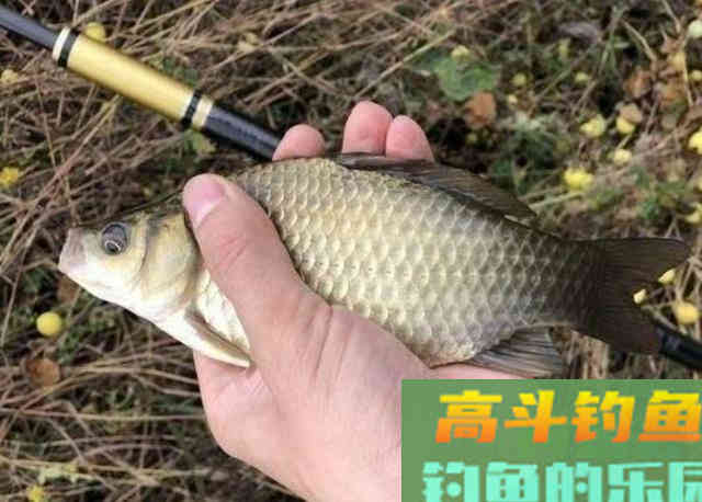冬季钓鲫鱼,需要钓友牢牢记住的3个钓法技巧 冬季钓鲫鱼,需要钓友牢牢记住的3个钓法技巧
