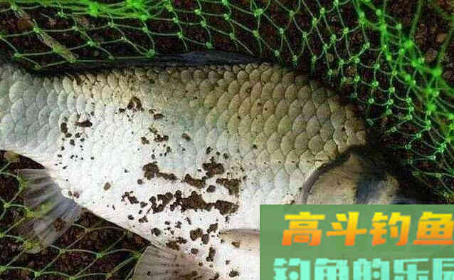 鲫鱼有哪些种类？没想到竟然有这么多种