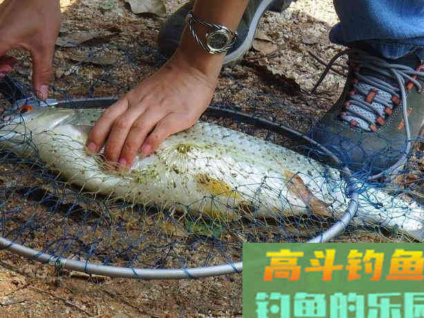 赤眼鳟的钓法与技巧，此鱼眼睛上长有红斑，酷似草鱼