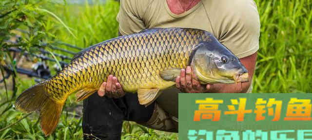野钓鲤鱼，抓住它的这几个习性有口必中