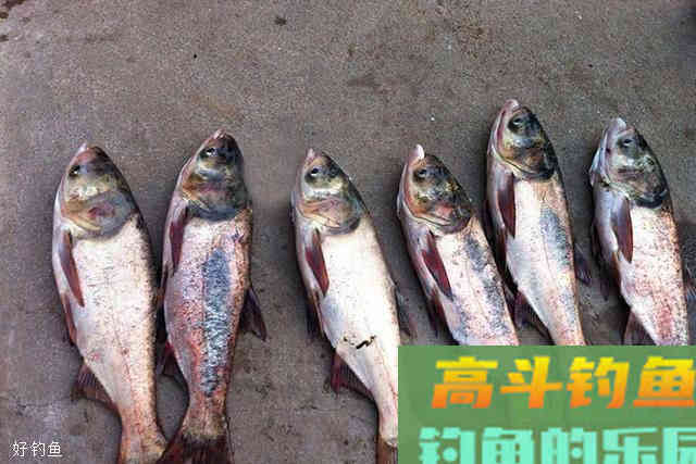 夏季气温高，钓鲢鳙要钓浮