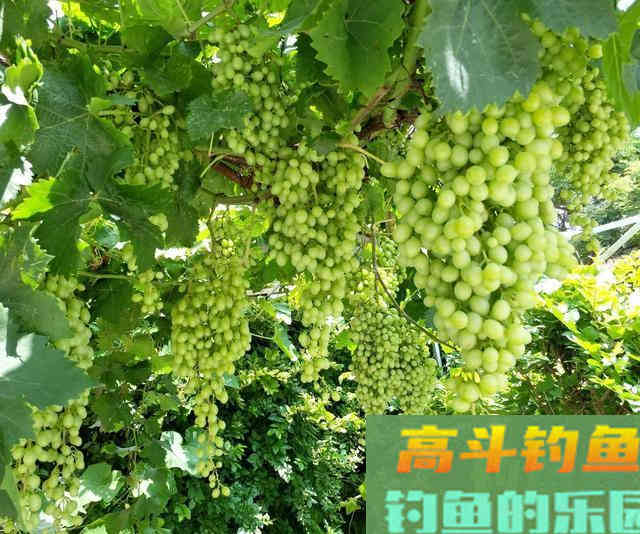 葡萄钓草鱼效果为什么这么好，因为这几点原因