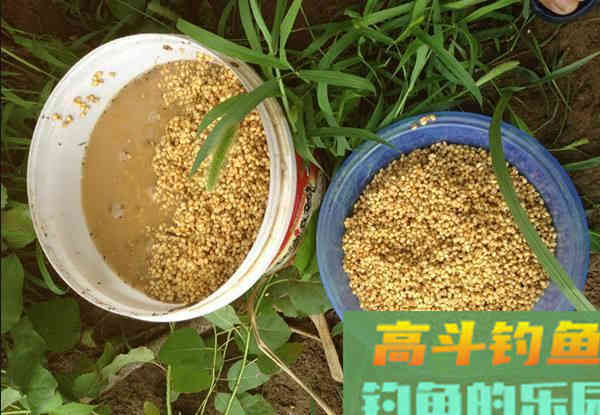 入冬前搞鲤鱼，饵料中除了腥味饵，别忘了这几种饵料