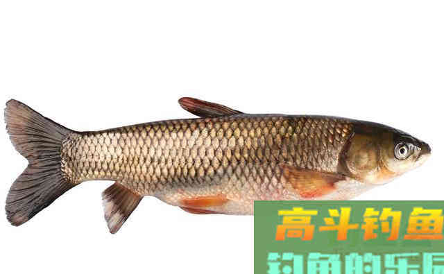 秋钓草鱼要注意!一味饵料最好不要加 秋钓草鱼要注意!一味饵料最好不要加