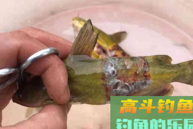 黄骨鱼按我说的钓，二十年老司机都得拍手叫好
