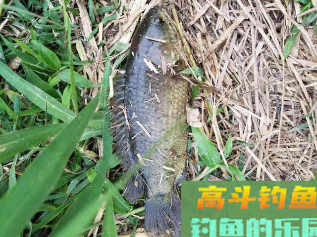 这星球上唯一会上树的鱼：攀鲈，习性及钓法详解