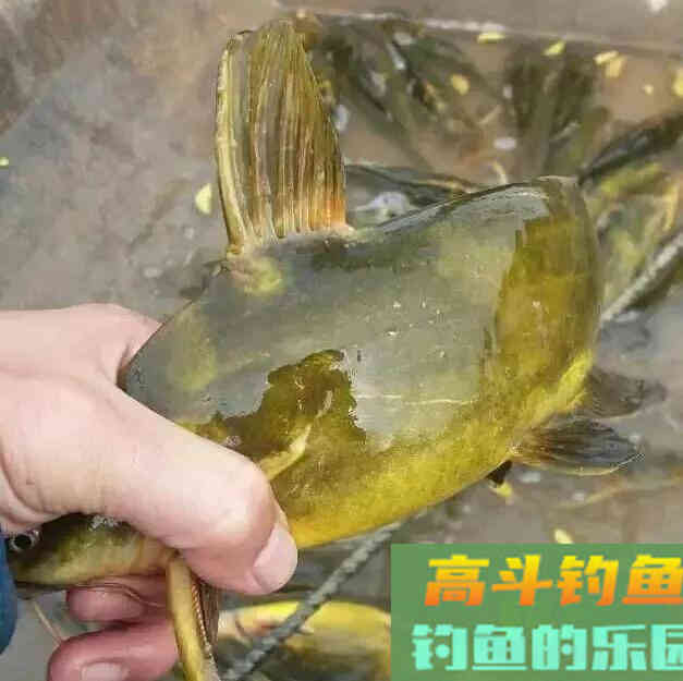 因为长得像,而被人误认为是同一种鱼 因为长得像,而被人误认为是同一种鱼