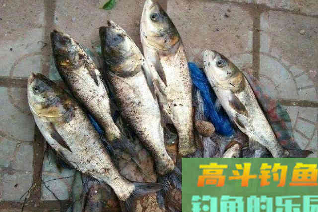 7月一到，我就这么调整钓鲢鳙，比钓鲤鱼过瘾
