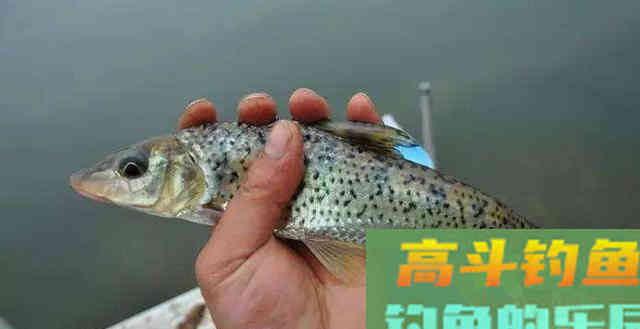 花姑娘鱼，难点在于钓法，详解野钓稀缺鱼种花鮕