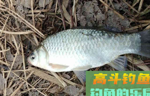 红虫冬钓鲫鱼,双炮竿作钓野生鲫鱼 红虫冬钓鲫鱼,双炮竿作钓野生鲫鱼