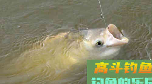 垂钓鲢鳙总是锚鱼没有正口？需分析原因