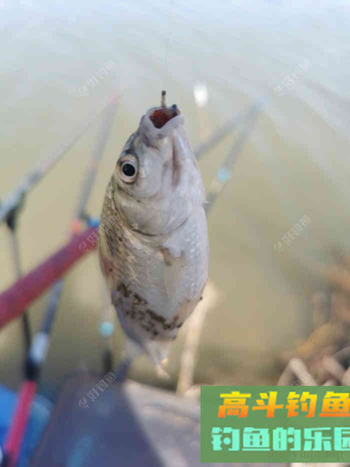 初春双竿钓鲫鱼的一点体会