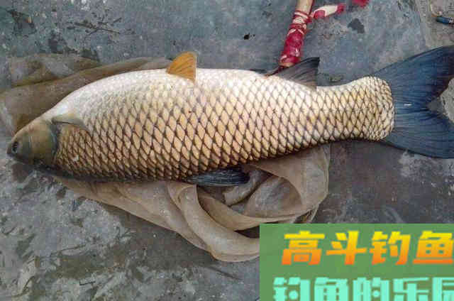 秋天狂拔草鱼,我就只服这3招,简单又实用 秋天狂拔草鱼,我就只服这3招,简单又实用