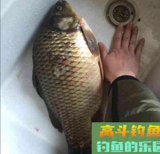 鲫鱼能长多大?有些大鲫鱼不敢想象, 习性解析 鲫鱼能长多大?有些大鲫鱼不敢想象, 习性解析