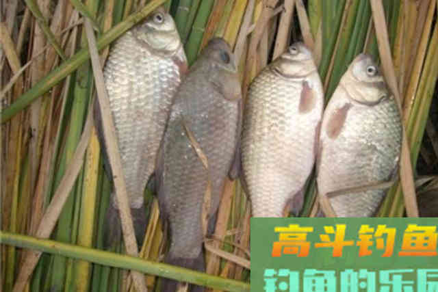 初冬板鲫不上钩?老司机提醒:那是你没用这3招 初冬板鲫不上钩?老司机提醒:那是你没用这3招