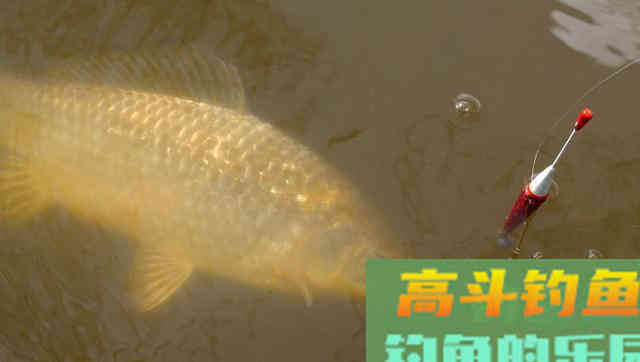 早春如何野钓鲫鱼呢?解析自然水域作钓鲫鱼的2技巧 早春如何野钓鲫鱼呢?解析自然水域作钓鲫鱼的2技巧