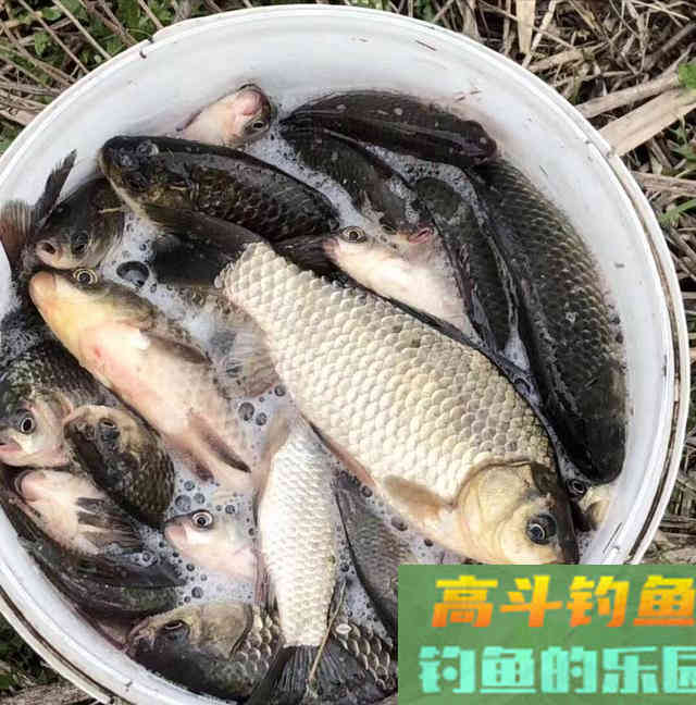 秋季,钓鱼初学者用什么饵料才能钓获板鲫 秋季,钓鱼初学者用什么饵料才能钓获板鲫