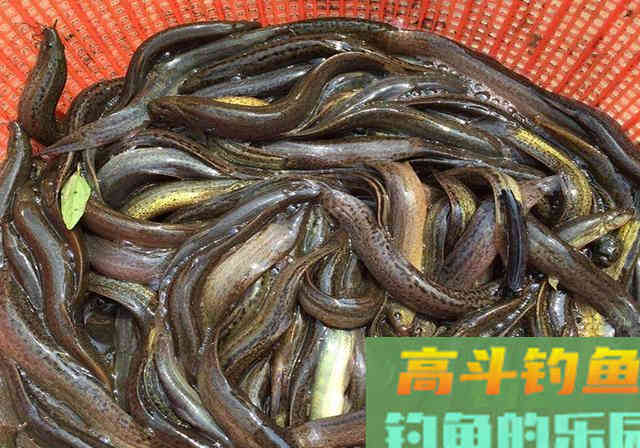 “泥鳅党”为何被钓友痛恨?深度解析缘由 “泥鳅党”为何被钓友痛恨?深度解析缘由