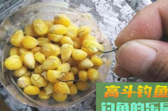 实不相瞒,草鱼按我这套方法钓,鱼竿瞬间被拉弯 实不相瞒,草鱼按我这套方法钓,鱼竿瞬间被拉弯