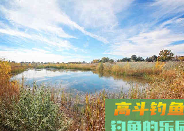 你与鲤鱼之间的距离，只差一个钓位，选错是喂鱼选对才是钓鱼