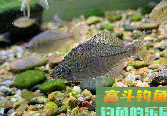 曾经无人问津的鳑鲏鱼，为何摇身一变成精灵