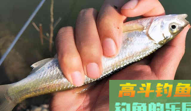 钓白条不只是饵料腥就可以,想收获多这几点要掌握 钓白条不只是饵料腥就可以,想收获多这几点要掌握