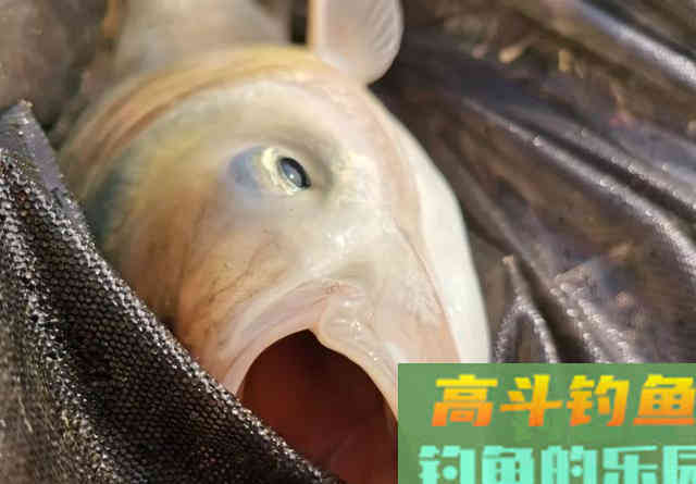 学钓鲢鳙从这篇文章开始