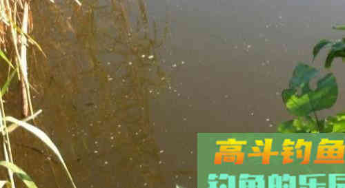 水底有鲫鱼,为啥不吃钩 水底有鲫鱼,为啥不吃钩