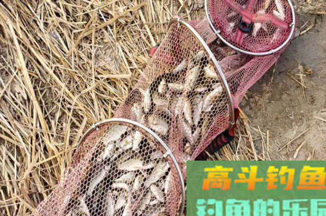 喜欢钓鲫鱼的看过来，这些因素会导致鲫鱼上浮