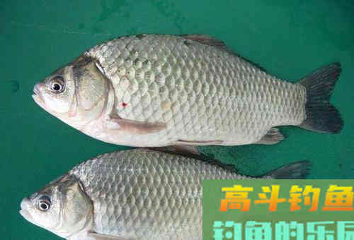 常说的土鲫、工程鲫、大板鲫,是属于什么品种的鲫鱼 常说的土鲫、工程鲫、大板鲫,是属于什么品种的鲫鱼
