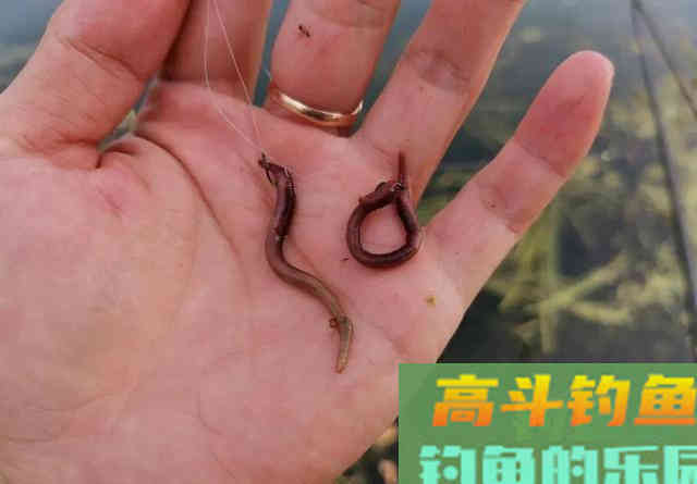 天冷钓鲫鱼,线组要用多细才有口 天冷钓鲫鱼,线组要用多细才有口