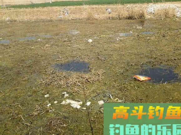 野河沟里钓野生鲫鱼,吃起来却有股煤油味是为什么 野河沟里钓野生鲫鱼,吃起来却有股煤油味是为什么