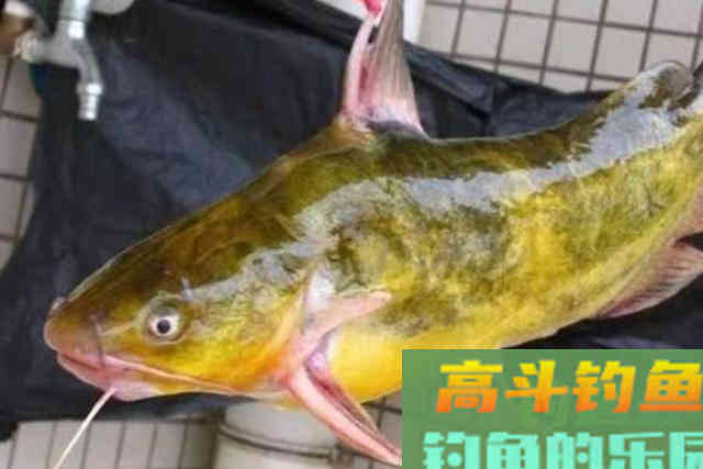 头一次用这黄骨鱼钓法就过瘾