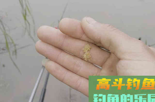 9月秋季鳊鱼不开口原因,和应对方法 9月秋季鳊鱼不开口原因,和应对方法