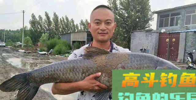 何为逗钓？深度解析逗钓的种类及各自使用方法及特点