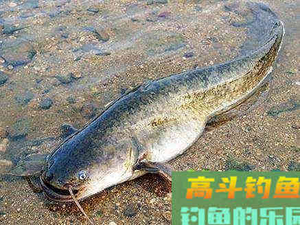 山鲶鱼的习性，垂钓需要注意的事项等