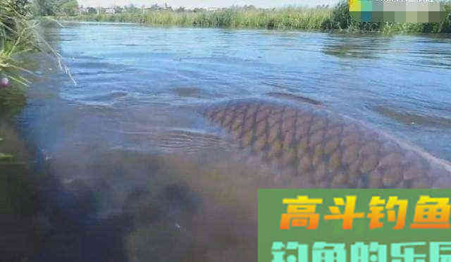 钓不到鲤鱼的原因，没有其他，其实就是以下的6点