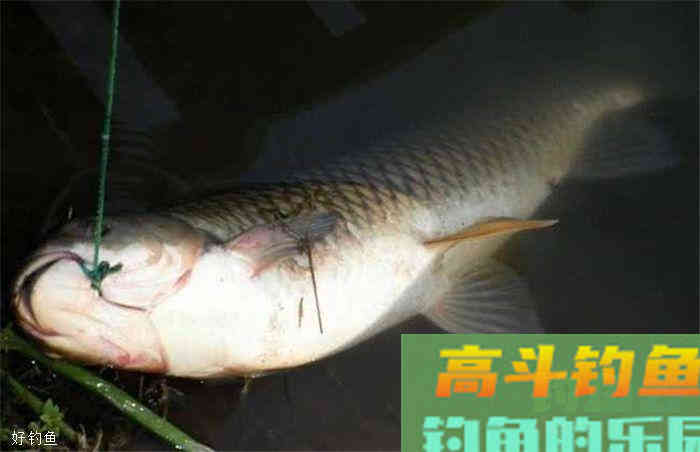 钓草鱼技巧分析,为深秋上鱼做好准备 钓草鱼技巧分析,为深秋上鱼做好准备