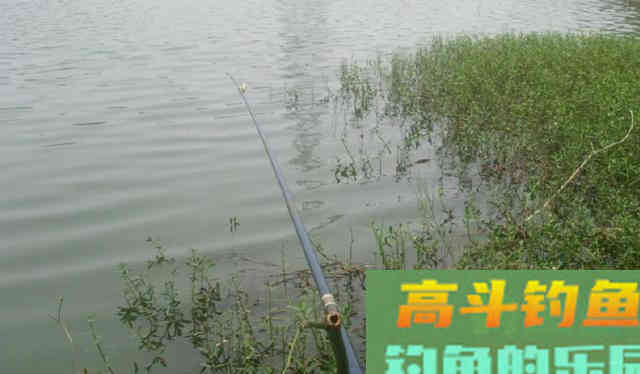 在池塘里,用大米饭钓鲫鱼 在池塘里,用大米饭钓鲫鱼