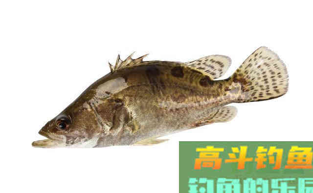 罗非的由来,以及钓罗非的技巧和饵料使用 罗非的由来,以及钓罗非的技巧和饵料使用